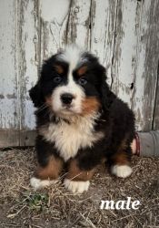 Bernese mountain puppies for sale- male