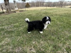 Sweet Mini bernidoodle for sale to the right person