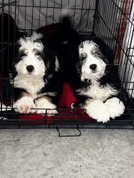 Bernedoodle puppies