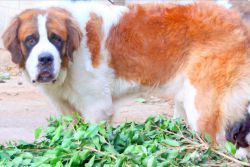 st.bernard adult male 2 years for sale