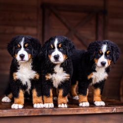 Bernese Mountain Puppies (Southern Willow Ranch)