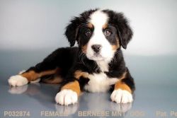 Our Female Bernese Mountain Dog!