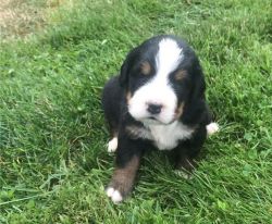Great bernese mountain Dog available now