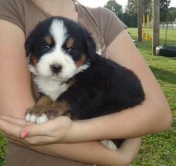 Full Bred Bernese Mountain Puppies For Sale.