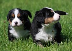 Male And Female Bernese Mountain Puppies For Sale.