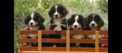 Bernese Mountain puppies