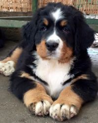 Healthy Bernese Mountain Dogs Ready