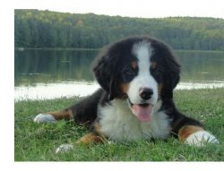 Nice Bernese Mountain Dogs Puppies