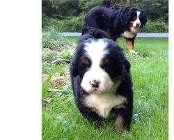 Bernese Mountain Dogs Puppies Now Ready