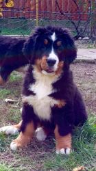 Healthy Bernese Mountain Dogs