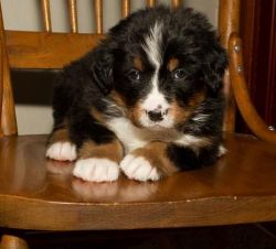 looking Bernese Mountain Dog puppies for sale