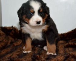 Bernese Mountain Puppies Available now