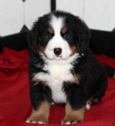 Bernese Mountain Dog Puppies for Sal