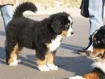 hwalthy Bernese Mountain Dog puppies for sale