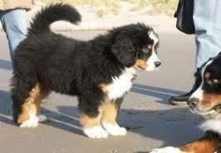 Bernese mountain puppies available