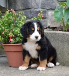 Ack Registered Bernese Mountain Dog Puppies