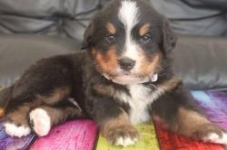 Akc Registered Bernese Mountain Puppies Arrived!