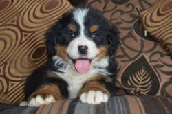 Adorable Trained Bernese Mountain Dog Puppies