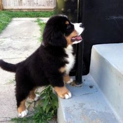 Fantastic Bernese Mountain Dog Puppies For Sale