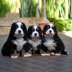 Beautiful Bernese Mountain Dog Puppies