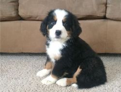 Bernese Mountain Male Size Miniture Or Toy
