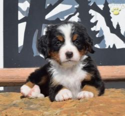 Beauiful Bernese Mountain Dogs Puppies For Sale