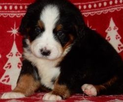 Bernese Mountain Dog puppies male and female