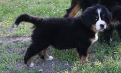 Home Raised Bernese Mountain Puppies