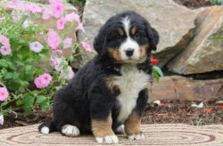 Bernese Mountain puppies are now ready for sale