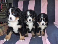 Adorable Bernese mountain dog puppies for sale