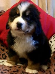 Bernese Mountain Puppies Ready Now for sale