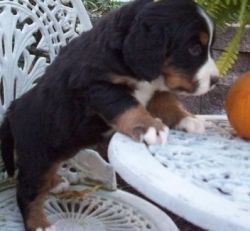 Bernese Mountain puppies for sale loving