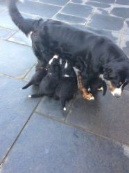 Bernese Mountain Dog Dogs and Puppies for sale