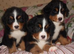 Adorable puppies for sale
