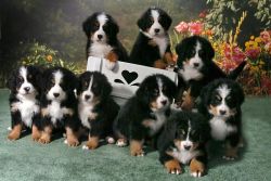 12weeks old Bernese Mountain puppies.