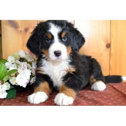 Thunder - Bernese Mountain Dog Puppy For Sale