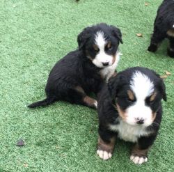 Magnificent Male and Female Bernese Mountain Dog