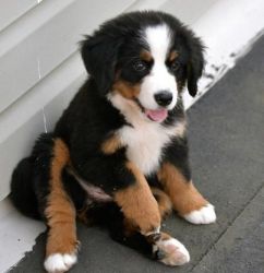 Lovable Bernese Mountain Dog Puppies for Re-Homing