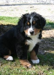 Affection Bernese Mountain Dog Puppies for Sale