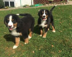 Male And Female Bernese-Mountain-dog-puppy-