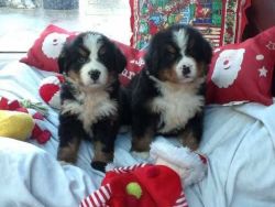 Beautiful Bernese Mountain Dog Puppies Available