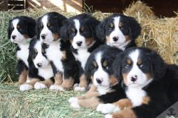 Cute Bernese Mountain Dog Puppies For Sale