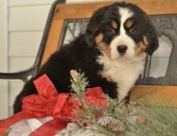 Sweet adorable Bernese Mountain Dog Puppies For Sale.