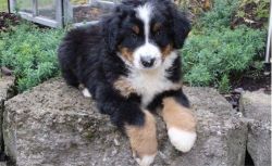 BEAUTIFUL BERNESE MOUNTAIN PUPPIES FOR SALE