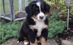 BEAUTIFUL BERNESE MOUNTAIN PUPPIES FOR SALE