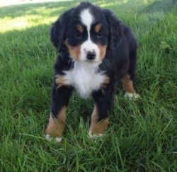Well Socialized Bernese Mountain Dog (puppies)