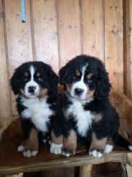 cute and adorable male and female Bernese Mountain Dog