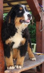 Quality Bernese Mountain Dog Puppies For Sale