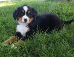 Adorable Bernese Mountain Dogs for sale.