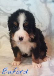 Akc registered Puppies